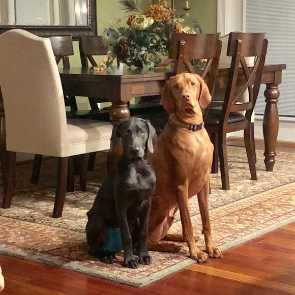 Meet your Posher, Bridget - Picture 3 of 6